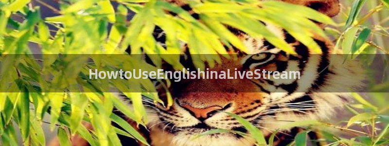nba在线观看免费观看24直播网：HowtoUseEnglishinaLiveStream